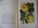 Atlas tržních odrůd ovoce - Kamenický, Kohout